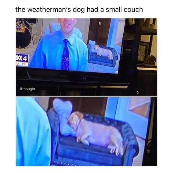 weatherman couch dog - the weatherman's dog had a small couch 10 DX4 1262