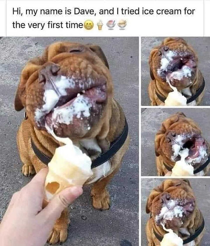 dog eating ice cream meme - Hi, my name is Dave, and I tried ice cream for the very first time