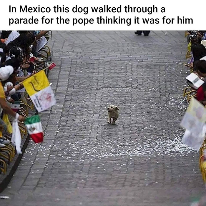 dog thinks parade is for him - a In Mexico this dog walked through parade for the pope thinking it was for him