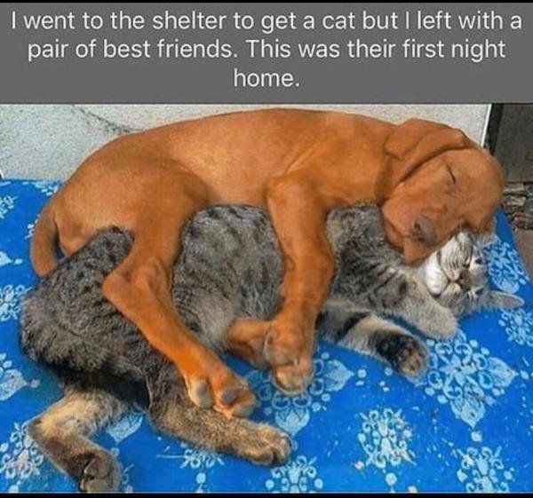 cat and dog spooning - I went to the shelter to get a cat but I left with a pair of best friends. This was their first night home. so