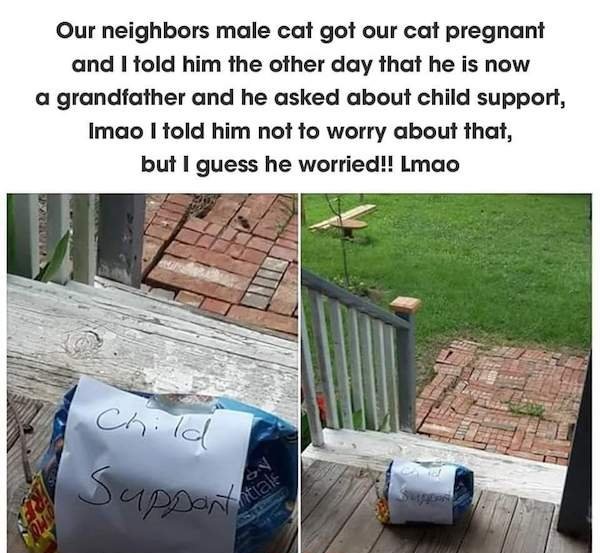 adopted the neighborhood stray cat - Our neighbors male cat got our cat pregnant and I told him the other day that he is now a grandfather and he asked about child support, Imao I told him not to worry about that, but I guess he worried!! Lmao Child Suppo
