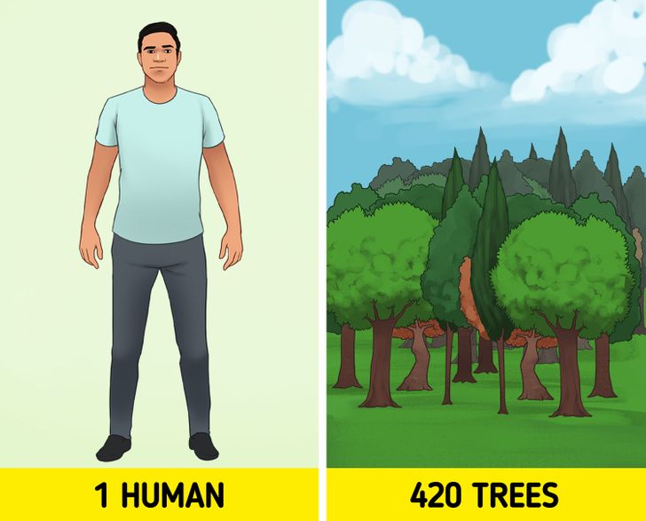 According to this Yale study, the Earth has 3 trillion trees. This would equal 420 trees for each living person. With all the wonderful benefits that trees have for the planet and for us humans, all we can say about this good news is that the more trees we have the better.
