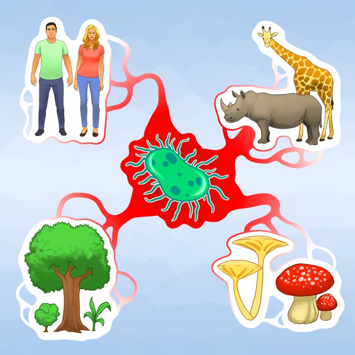 All living things on our planet, including us humans, evolved from the same origin according to science. This would be the Earth’s original ancestor, a 3.8-billion-year-old organism named LUCA (last universal common ancestor). After all, we’re all made of cells that have common traits like ribosomes and a genetic code that is believed to go back to this one single entity.