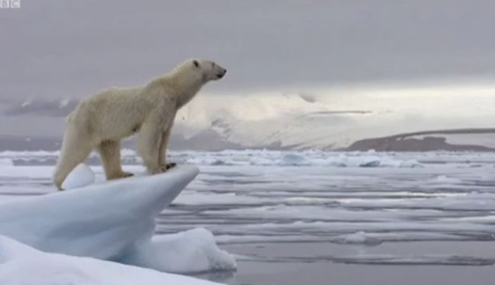 Polar bears are the only bear species that actively hunt and kill humans for food.