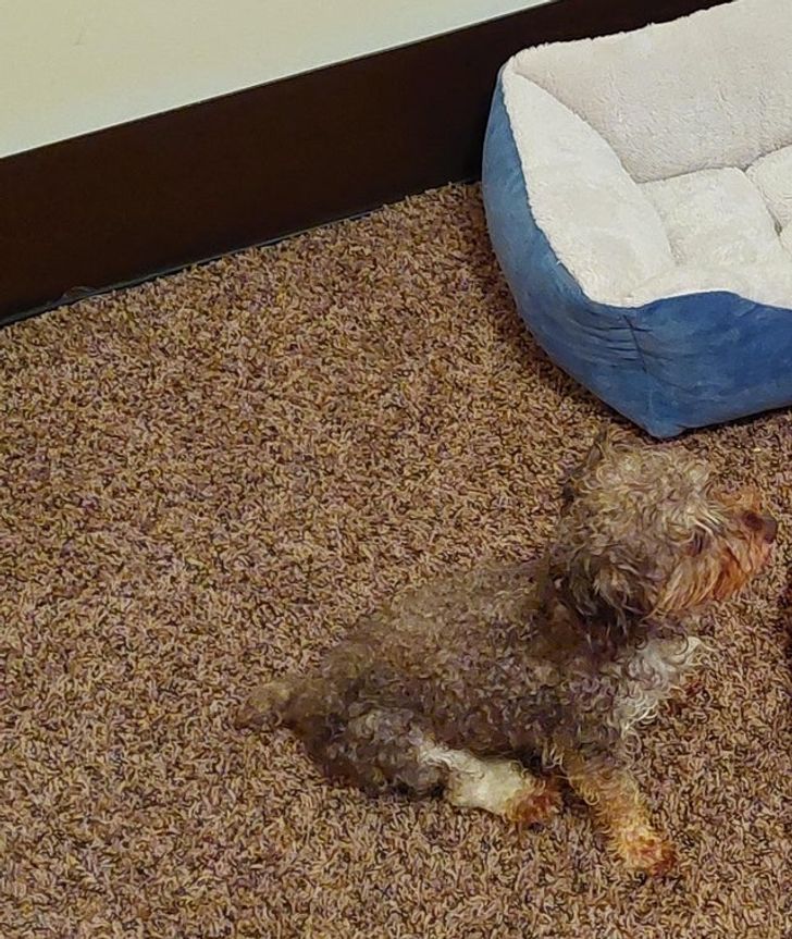 “We found a stray dog and he mostly matches our carpet.”