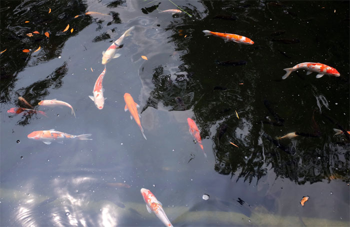 I had to defend my thesis over Zoom and many professors came into the call to watch. My thesis was about immune response in fish to parasites. One professor joined late and forgot to mute her mic and we got treated to this little gem:

"Shhhh. Mommy is learning about fish parasites, which is what you'll get if you don't stop peeing in the koi pond."