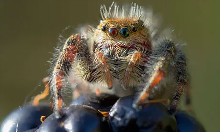that the jumping spider, Nefertiti, was launched to the ISS to observe if it could catch prey in microgravity. It succeeded in catching prey by learning to walk slowly, rather than leaping, as this species usually does. It survived reentry and readjusted to full gravity before its natural death