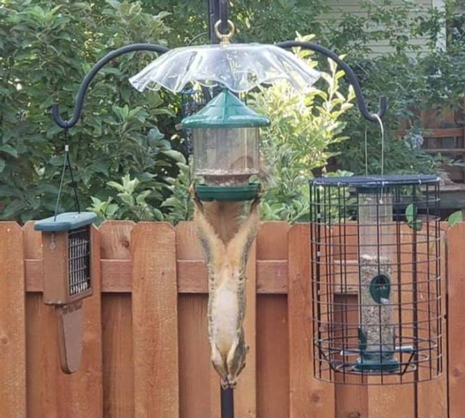 “I think the squirrels in my backyard are just casually mocking me at this point.”