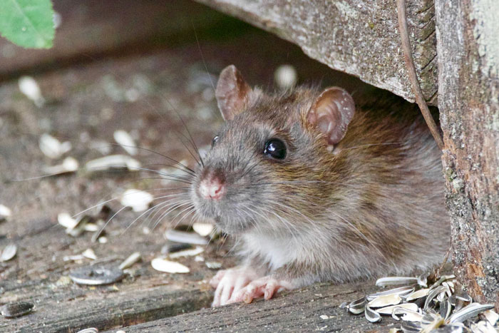 Rats are bisexual by nature and females will have group orgies with each other when in heat.

Male's balls can take up 10% of their entire mass!

There was a study where they put females in 'lingerie' and accustomed the males to it to the point they only saw the lingerie wearing rats as suitable mates.

Rats can give into peer pressure and eat things they don't like if everyone else is eating it.

Rats cannot burp or vomit.

With the amount of people killing pest rats by poison, they are creating bigger, smarter, poison resistant mutant rats.