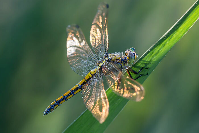 Dragonflies are the most effective hunter on the planet catching 95% of the prey they go after.