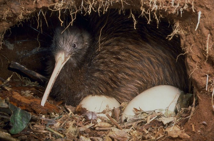 The kiwi is a bird closely related to the emu and the ostrich, despite having the size of a chicken. Nature made it small but forgot about the egg, which is about the size of an emu egg.