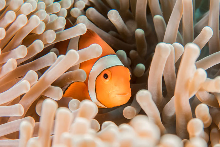 Clown fish will change genders if their mate dies and then mate with their children