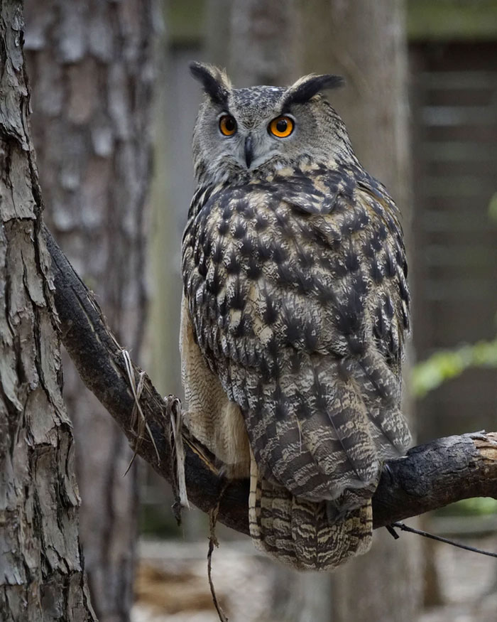 If humans wanted to have the same eyesight as an owl we would have to have eyes the size of a grapefruit