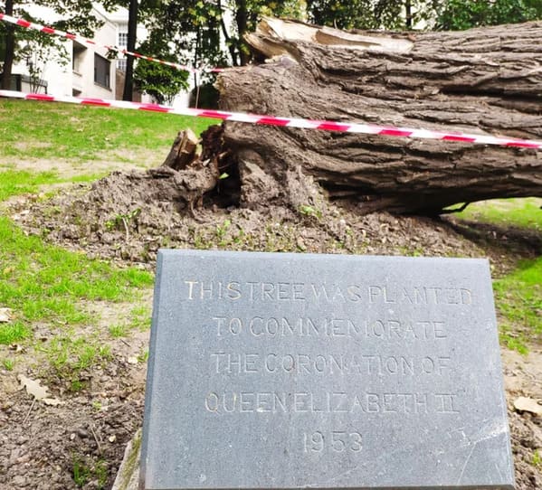 awesome stuff people saw - queen of england commemorative tree - This Tree Vas Planted To Cominencrate The Coronation Of Queenelizabeth Til 1953