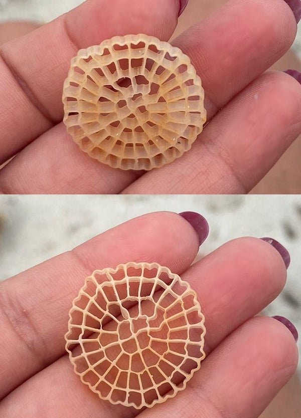 Plastic-like, circular object (3 cm), made of “cells” (as in beehives) distributed around 4 concentric rings. Found on several beaches, Sardinia (Italy)

A: Looks like a biofilm used to treat waste water