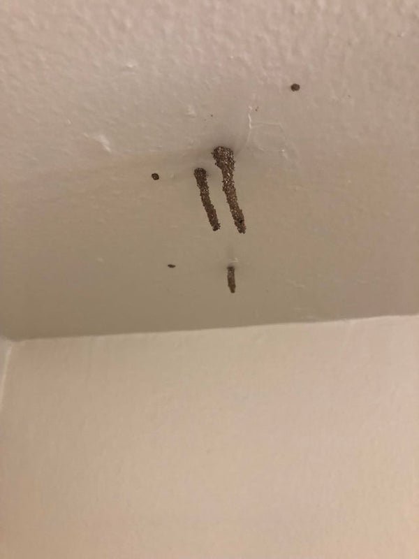 What is this stuff growing out of the nail holes in my ceiling?

A: That’s termite frass. You’ve got bad termites and you’ll want to deal with it asap.