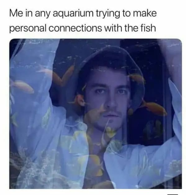 funny memes - relatable memes - animal crossing museum meme - Me in any aquarium trying to make personal connections with the fish