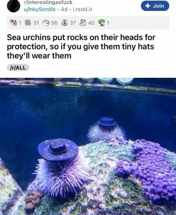 sea urchins wearing hats - rinterestingasfuck uInkyScrolls . 4d . i.redd.it Join 1 1 31 56 S 37 40 Sea urchins put rocks on their heads for protection, so if you give them tiny hats they'll wear them IrAll