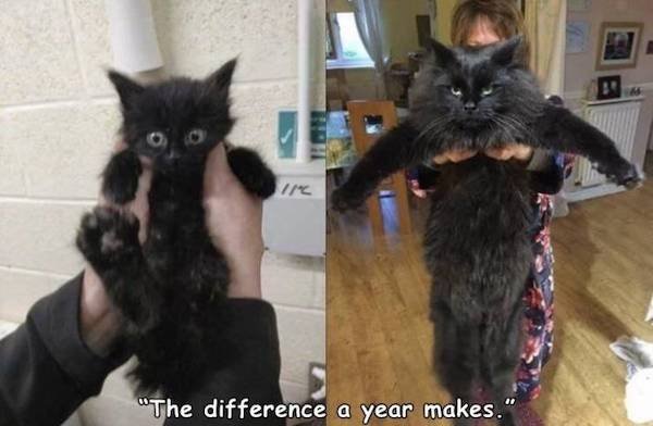 huge things - kitten vs now - "The difference a year makes."
