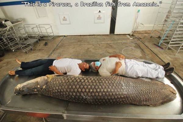 huge things - "This is a Pirarucu, a Brazilian fish from Amazonia." w