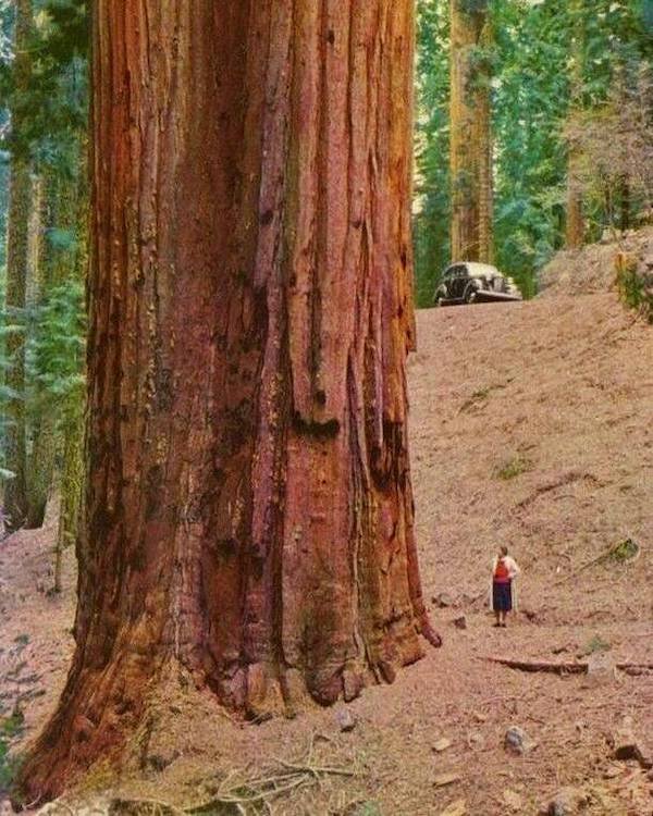 huge things - red wood tree next to human - Wwe