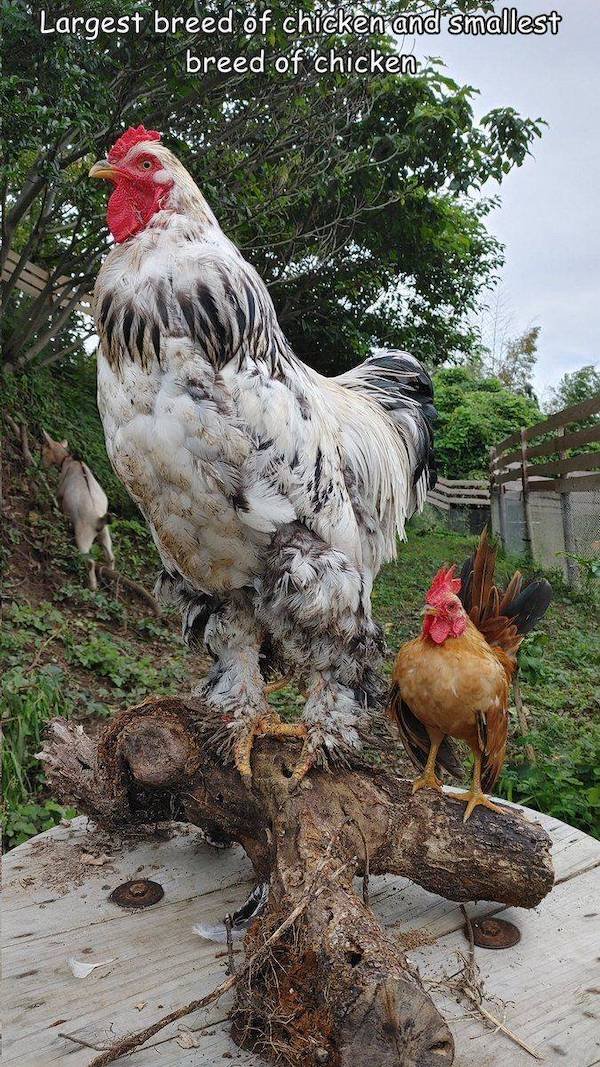 huge things - Largest breed of chicken and smallest breed of chicken