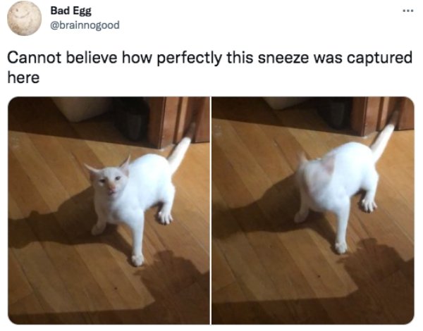 funny tweets - cat - Bad Egg Cannot believe how perfectly this sneeze was captured here