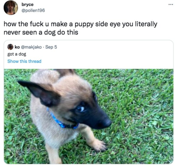 funny tweets - dog - bryce how the fuck u make a puppy side eye you literally never seen a dog do this ko . Sep 5 got a dog Show this thread