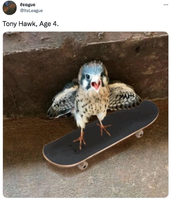 funny tweets - tony hawk tiny hawk - league League Tony Hawk, Age 4. 2009
