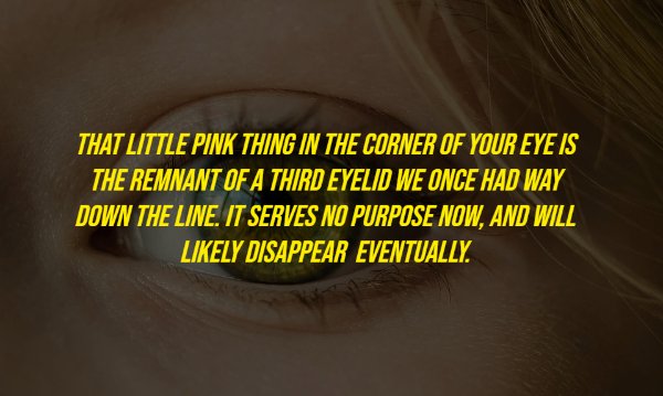 greg ellis - That Little Pink Thing In The Corner Of Your Eye Is The Remnant Of A Third Eyelid We Once Had Way Down The Line. It Serves No Purpose Now, And Will ly Disappear Eventually