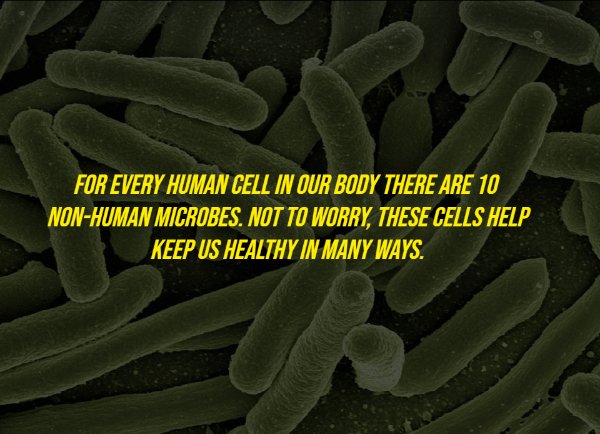 escherichia coli - For Every Human Cell In Our Body There Are 10 NonHuman Microbes. Not To Worry, These Cells Help Keep Us Healthy In Many Ways.