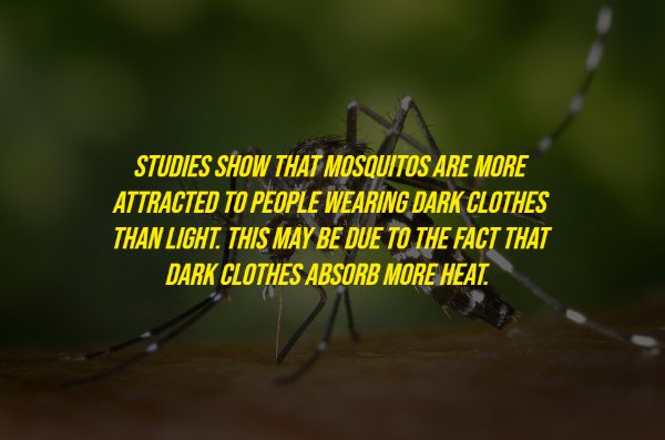 aedes albopictus - Studies Show That Mosquitos Are More Attracted To People Wearing Dark Clothes Than Light. This May Be Due To The Fact That Dark Clothes Absorb More Heat