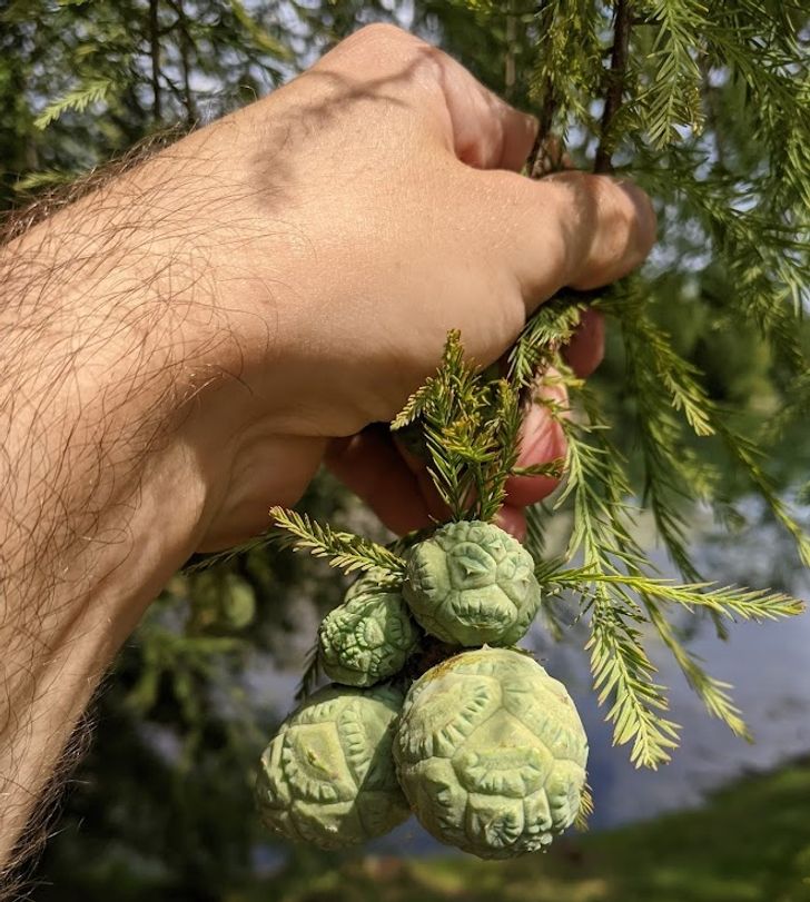 “These young conifer cones look like gum or clay balls.”