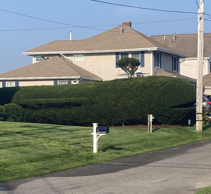 “Neighbors at our beach house made a whale-shaped bush, blowhole and all.”