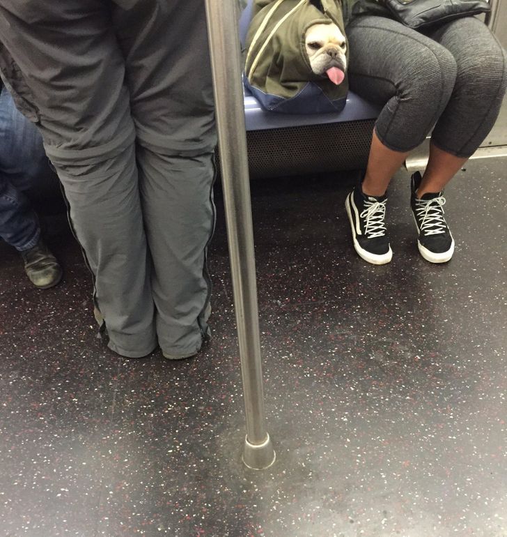 “Back during my morning commute, I spotted this lovely derp.”