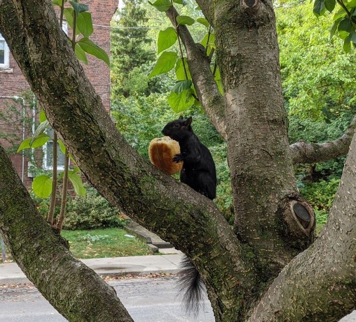 ’’This squirrel stole the croissant I’d been saving to finally enjoy after a bad day.’’