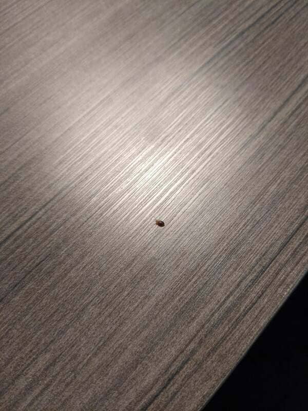 Found a bed bug in the hotel we’re staying at.