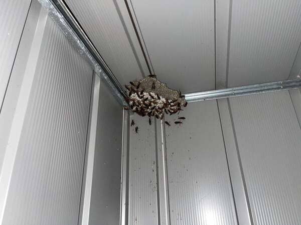 Found this massive paper wasp nest in my shed.