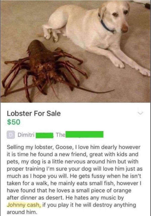 selling my pet lobster - 35 Lobster For Sale $50 D Dimitri The Selling my lobster, Goose, I love him dearly however it is time he found a new friend, great with kids and pets, my dog is a little nervous around him but with proper training I'm sure your do