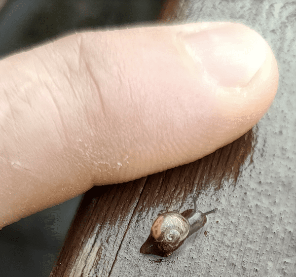 Baby gastropod vs human finger.