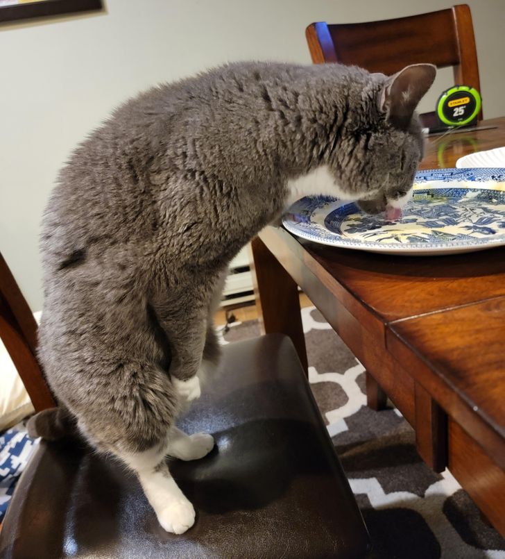 “My cat defying physics to lick egg yolk off my plate”