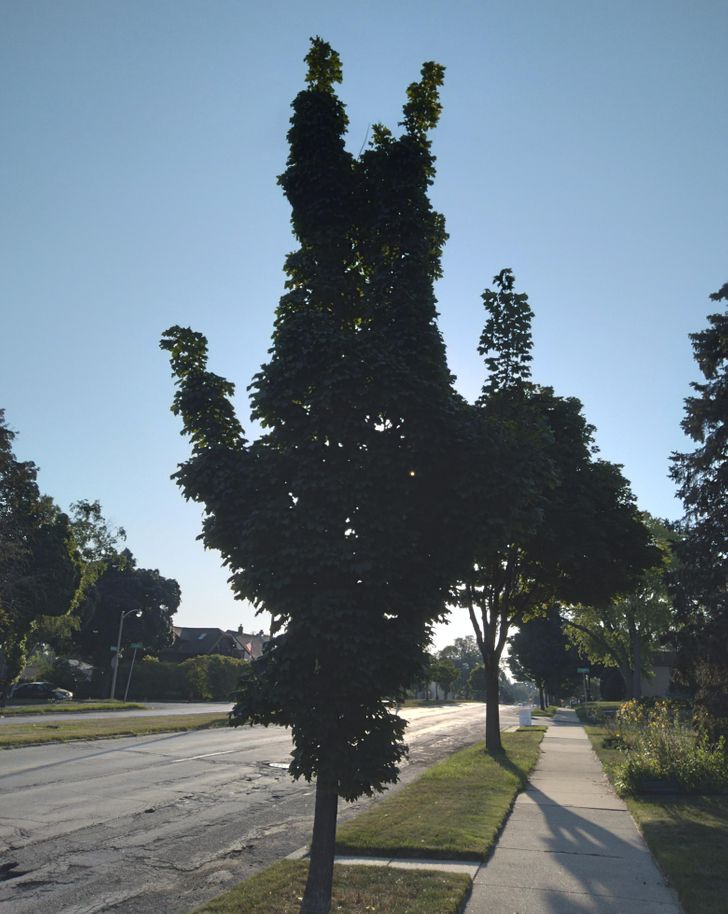 “This tree looks like an upside down person.”