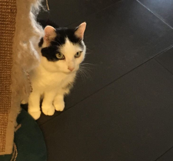 “My cat has 3 front paws, apparently.”