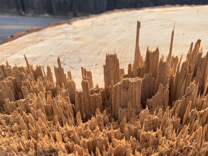 “Wood splinters that look like a city”