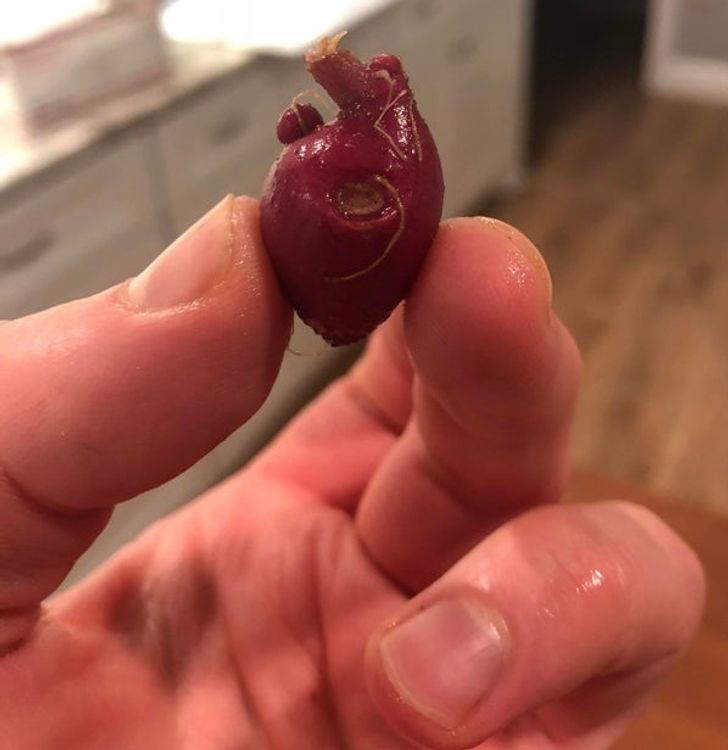 ’’This small red potato looks like an anatomical heart.’’