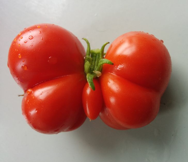 ’’This tomato that grew in our garden is shaped like a butterfly.’’