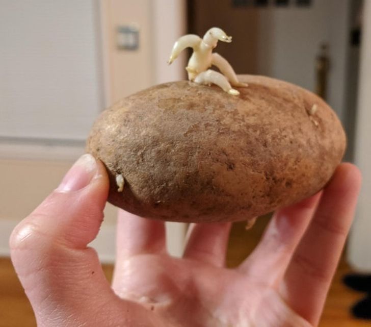 Looks like a tiny man is trying to escape from this potato.