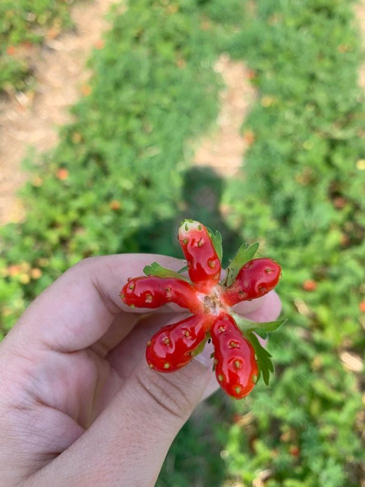 ’’I found a strawberry that looks like a star.’’