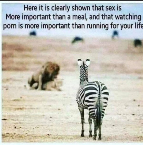 sex is important funny - Here it is clearly shown that sex is More important than a meal, and that watching porn is more important than running for your life
