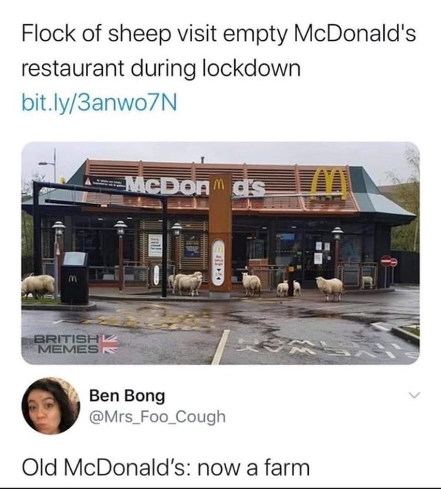 smartass comments - sheep mcdonalds - Flock of sheep visit empty McDonald's restaurant during lockdown bit.ly3anwo7N Mcdoam ds British Memes K Ben Bong Old McDonald's now a farm